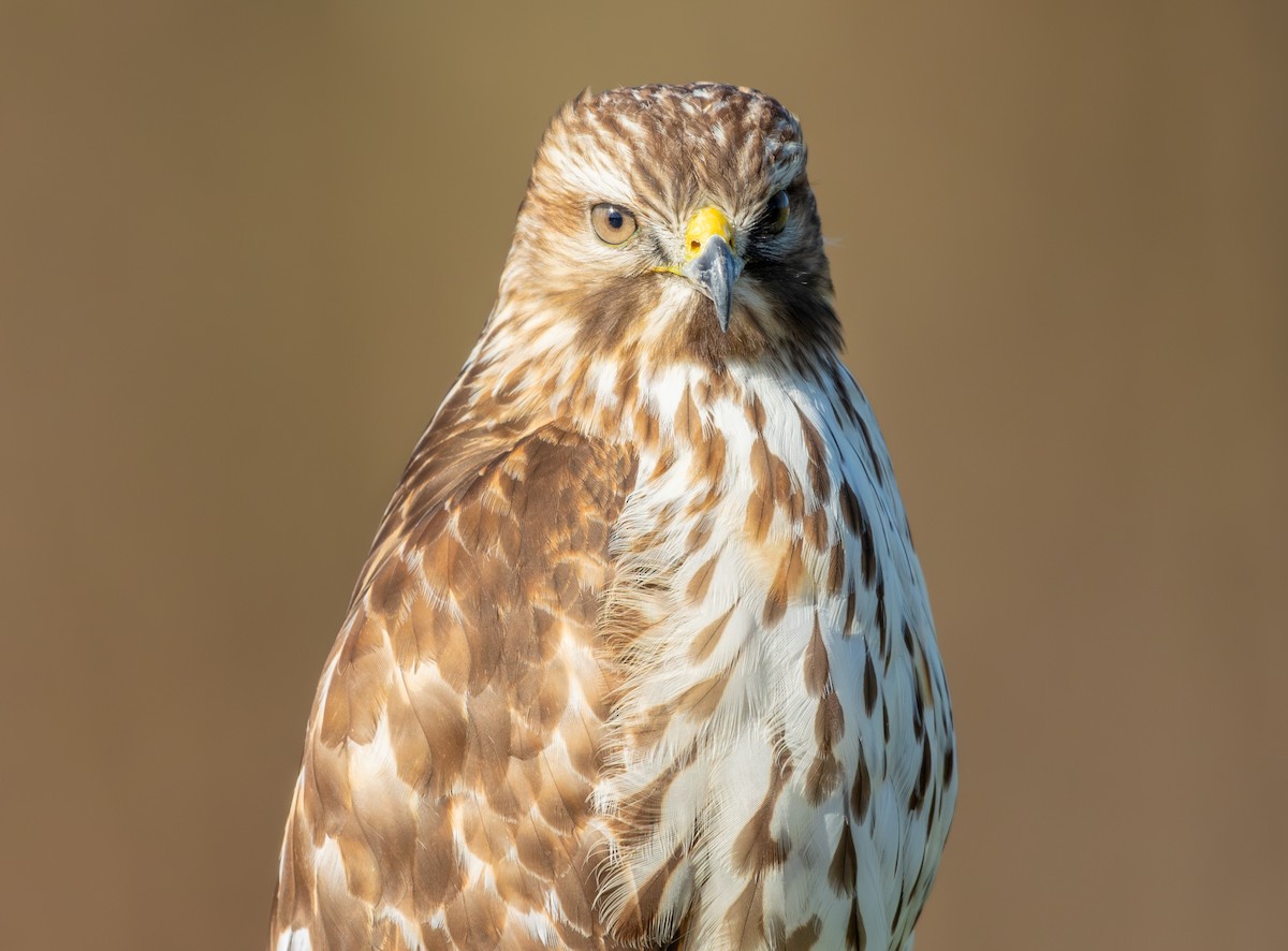 Red-tailed Hawk - ML646042863