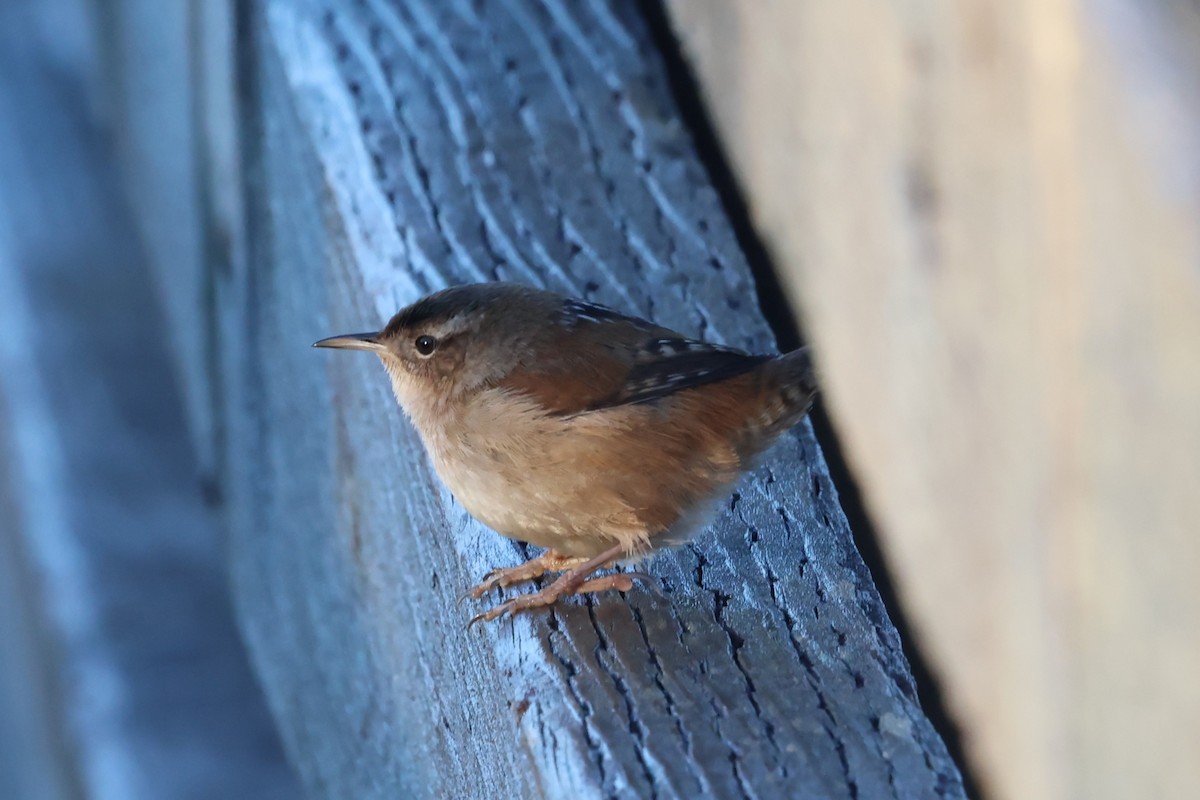 Marsh Wren - ML646042864