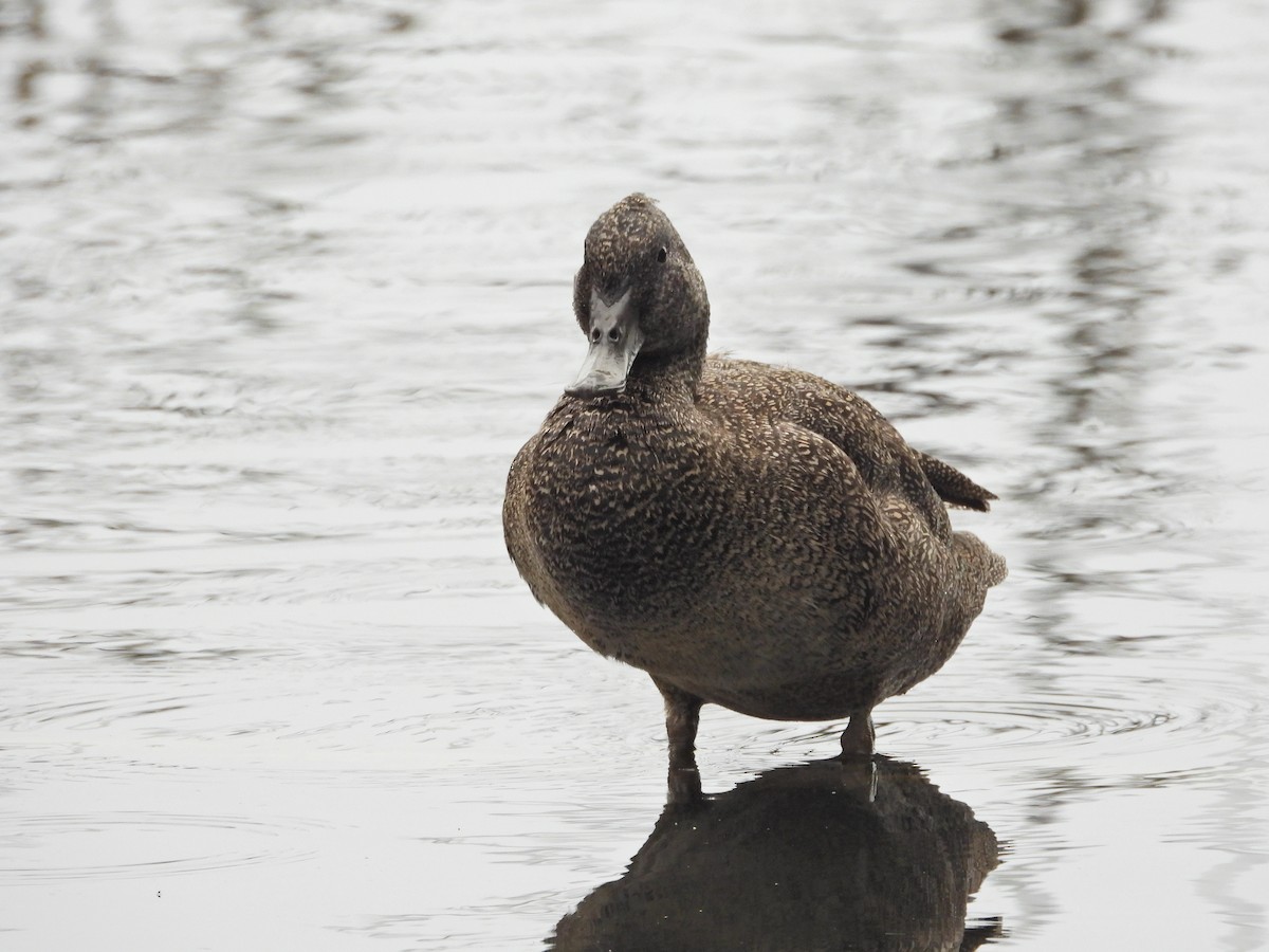 Freckled Duck - ML646042865