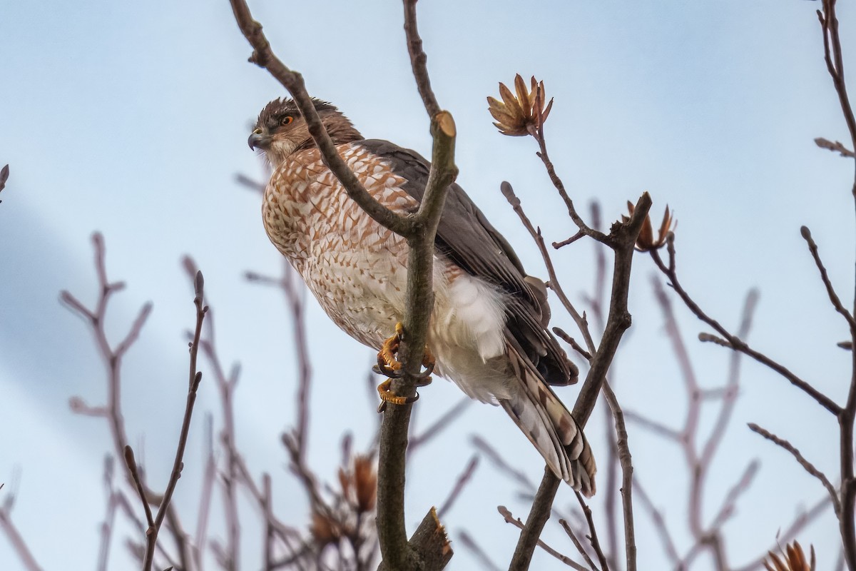 Cooper's Hawk - ML646042869