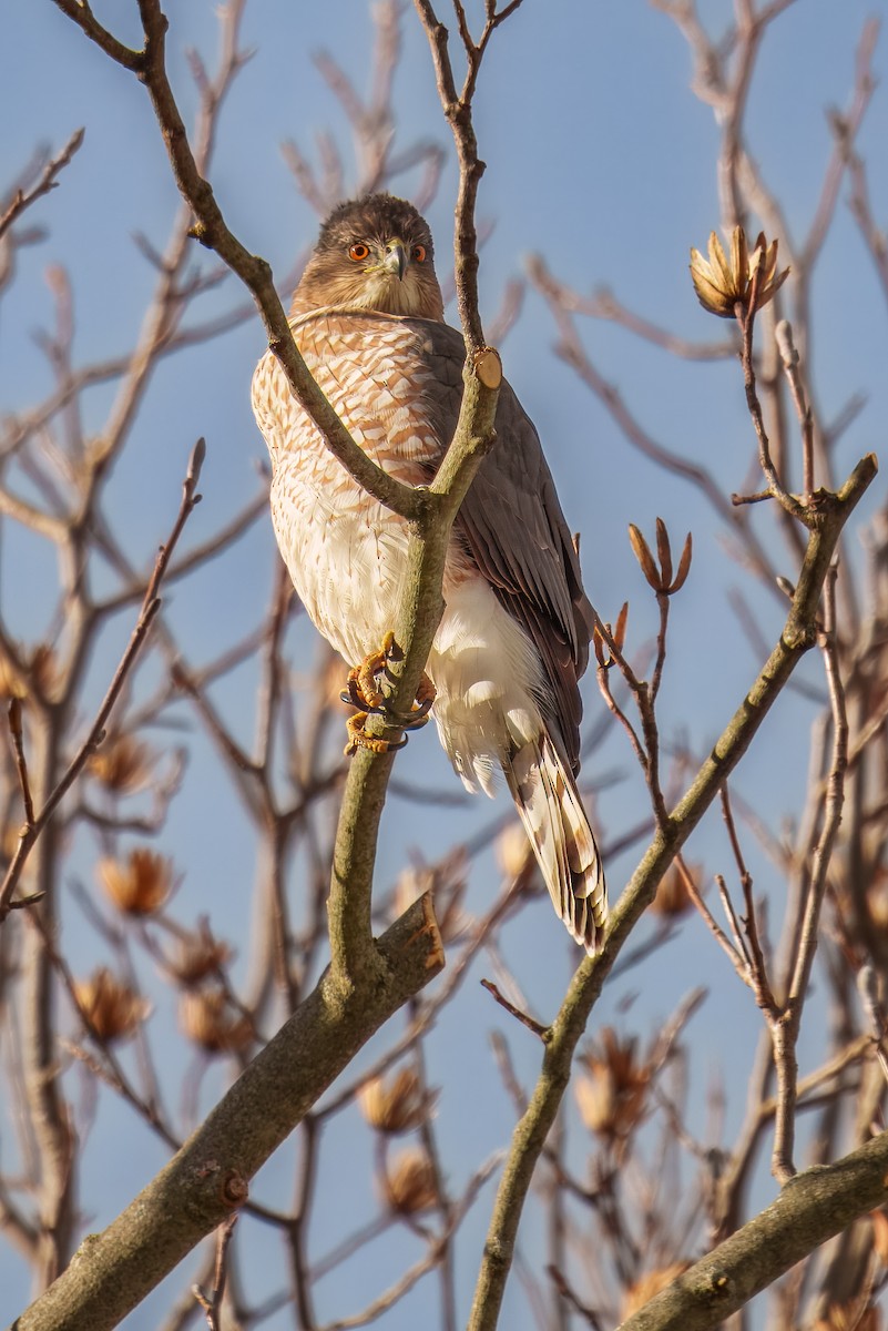 Cooper's Hawk - ML646042870