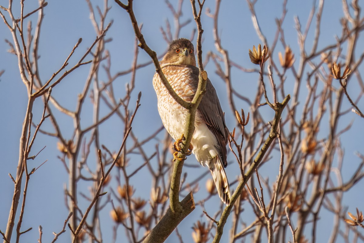 Cooper's Hawk - ML646042871