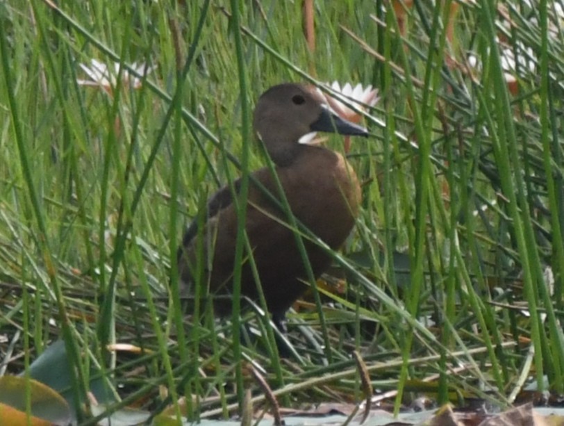 Lesser Whistling-Duck - ML646042874