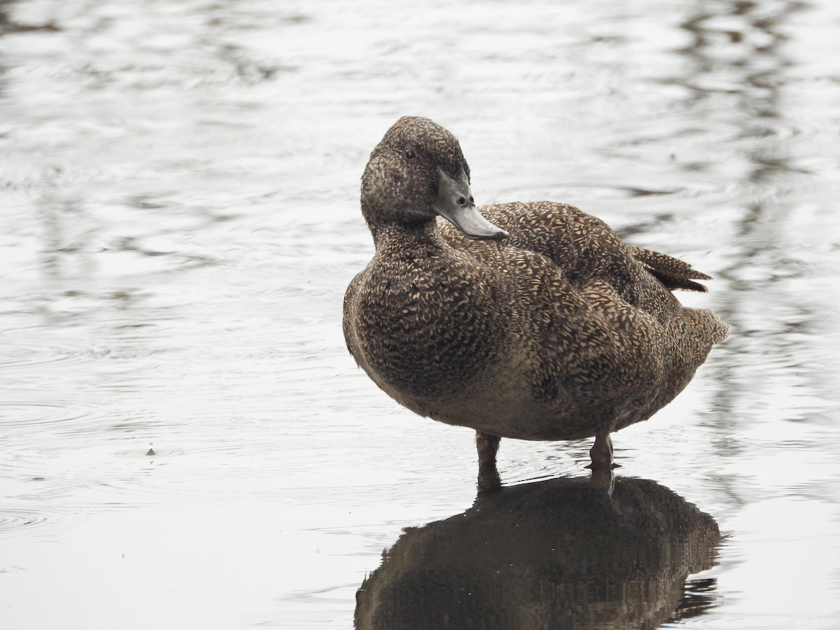 Freckled Duck - ML646042875