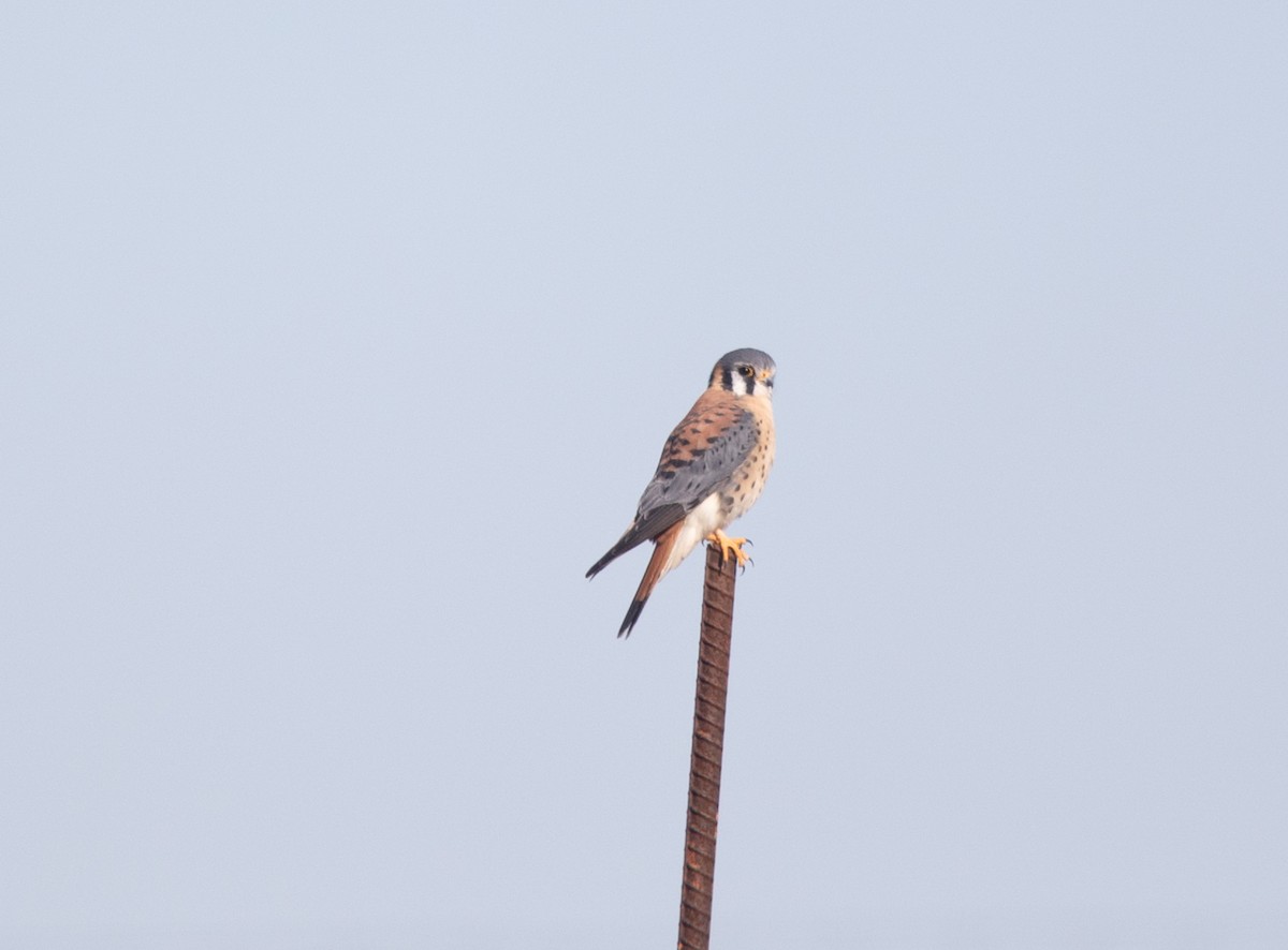 American Kestrel - ML646042877
