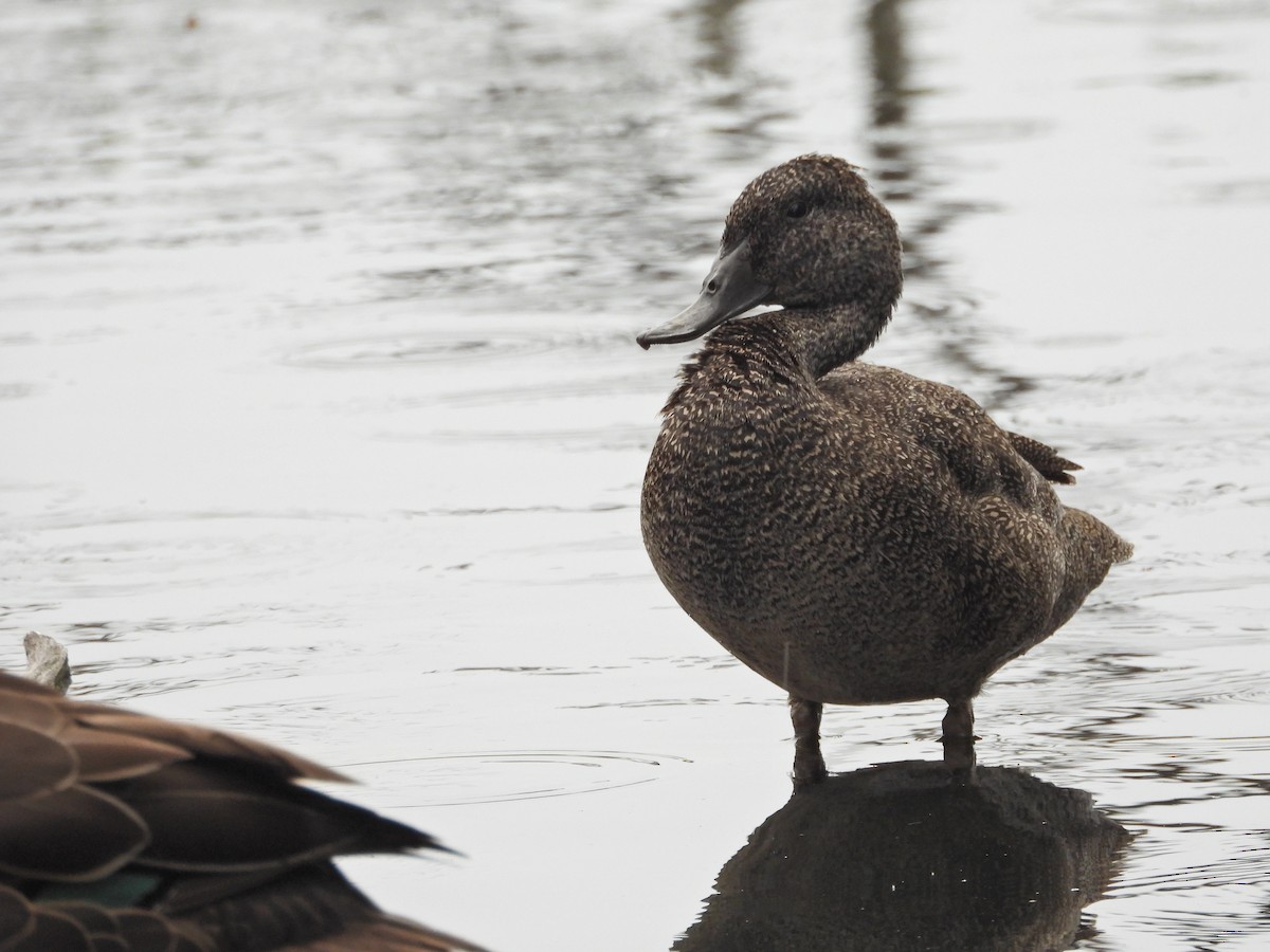 Freckled Duck - ML646042879