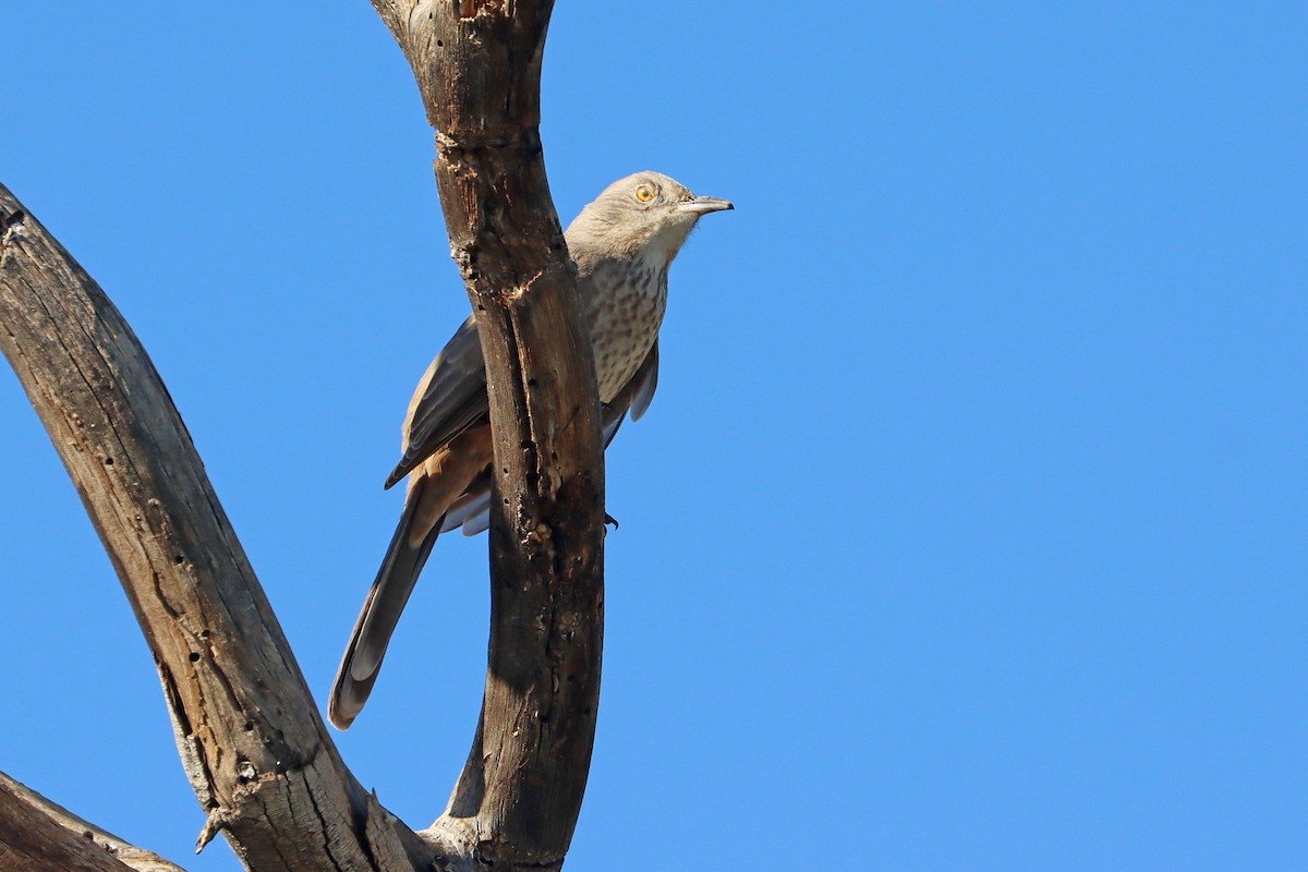 Bendire's Thrasher - ML646042880