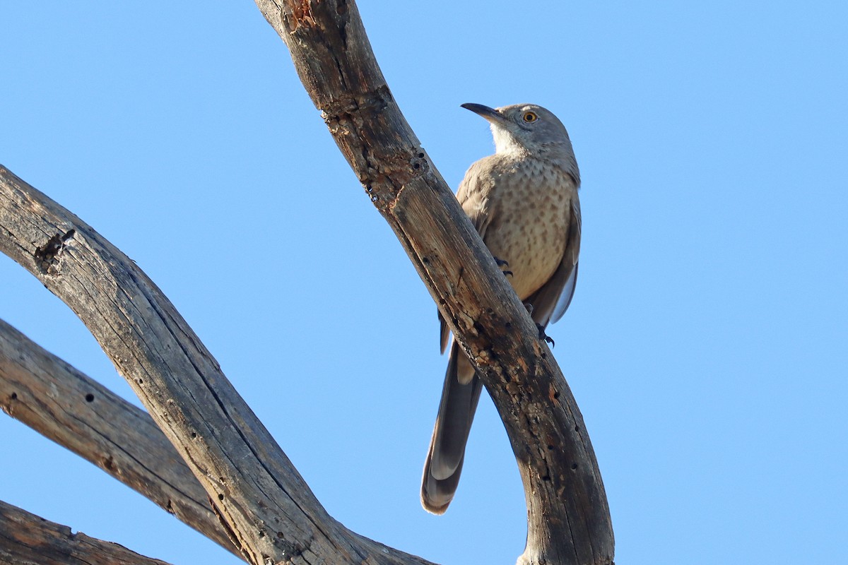 Bendire's Thrasher - ML646042882