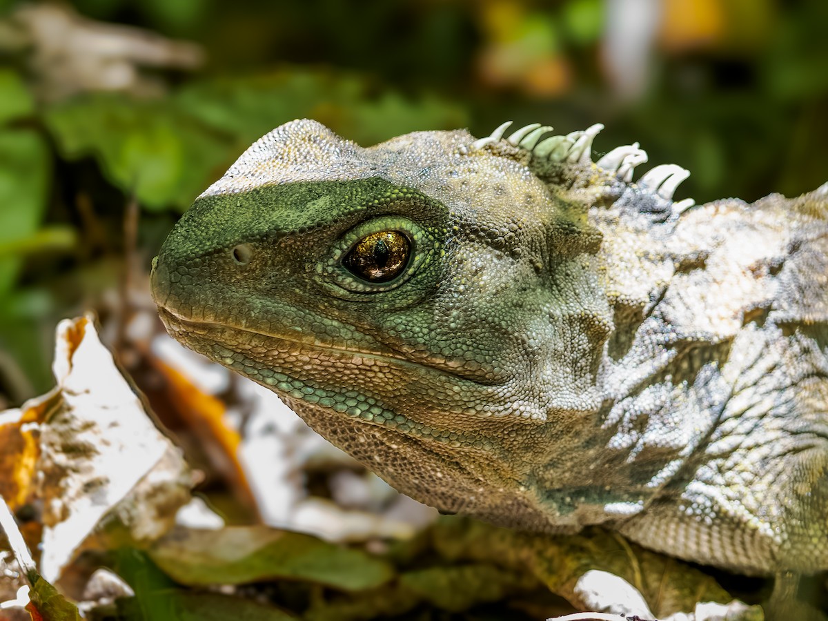 Tuatara - ML646042883