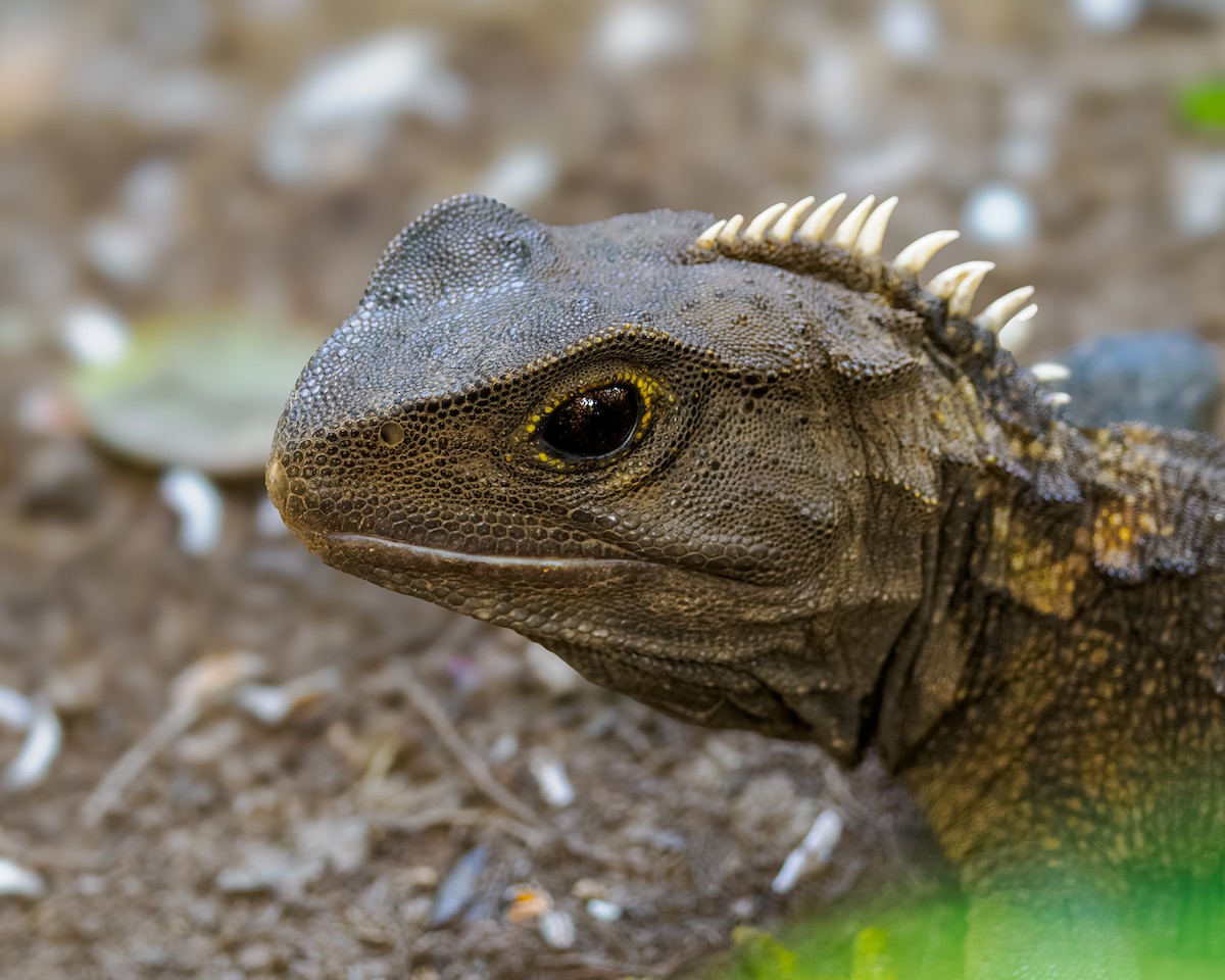 Tuatara - ML646042884