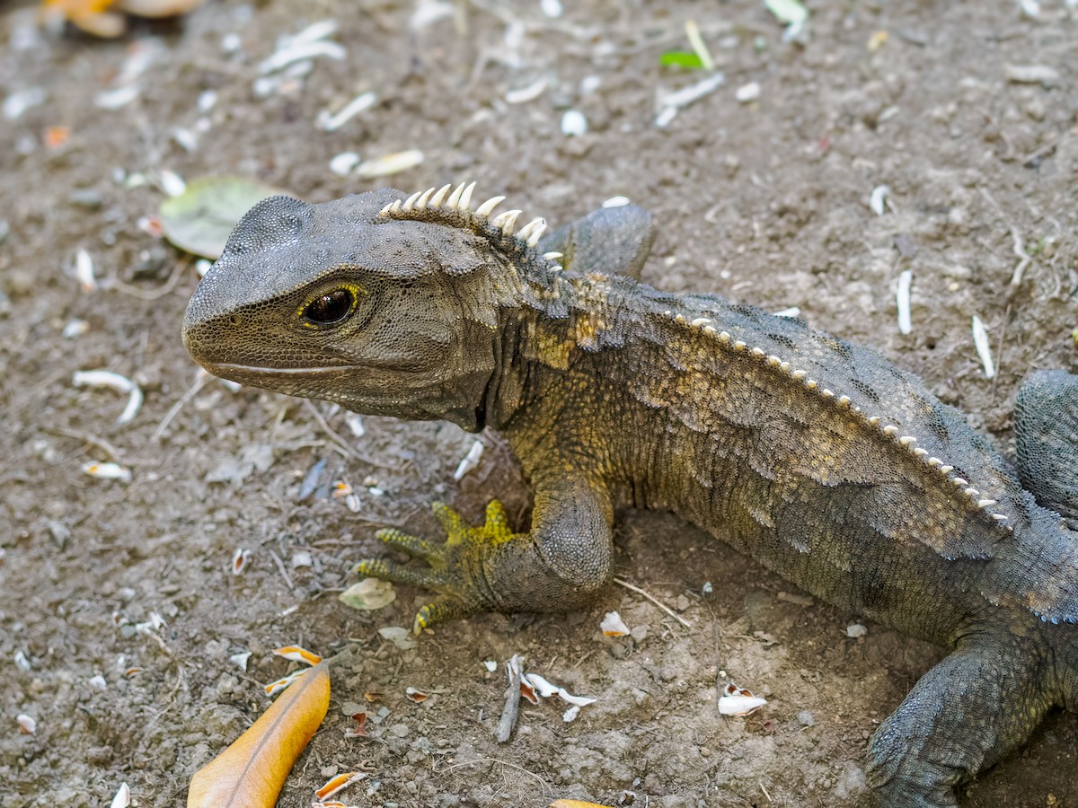 Tuatara - ML646042885