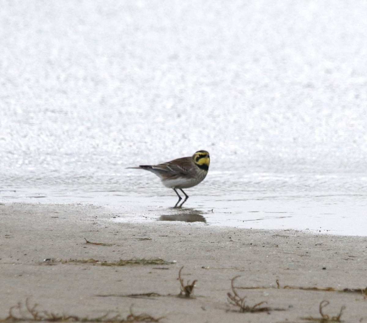 Horned Lark - ML646042886