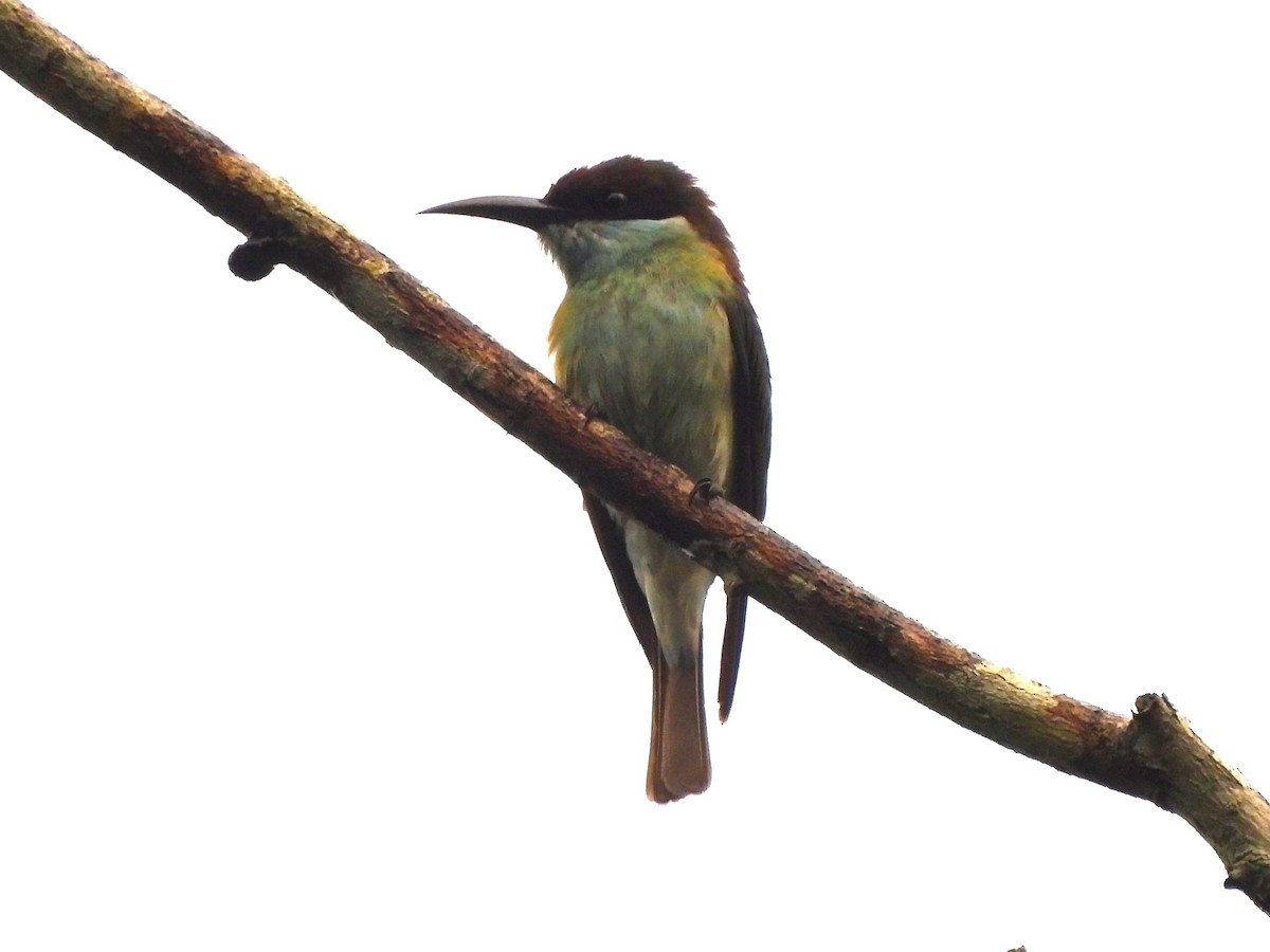 Blue-throated Bee-eater - ML646042887