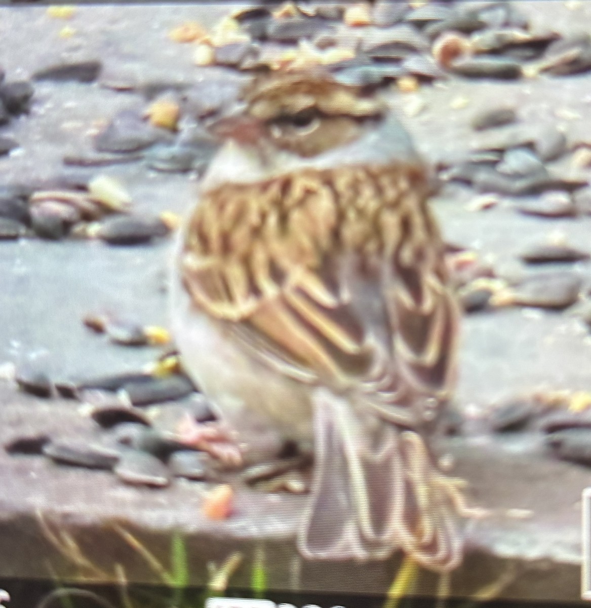 Chipping Sparrow - ML646042898
