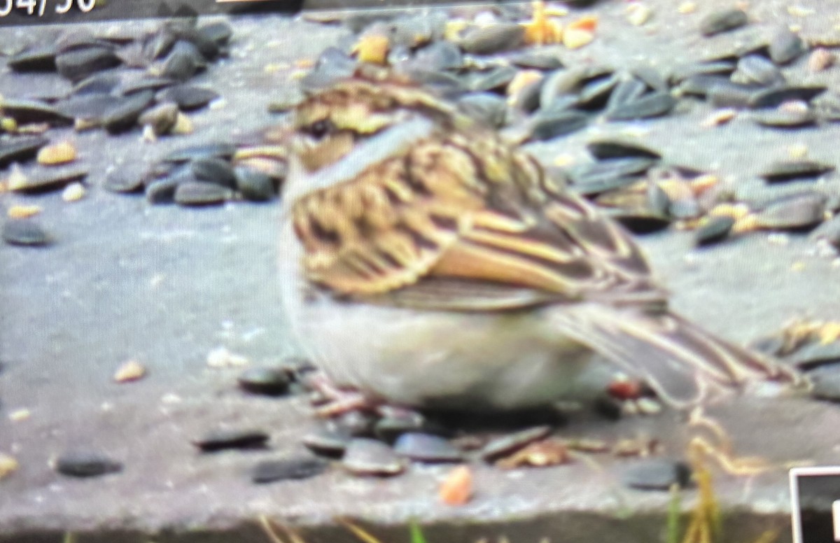 Chipping Sparrow - ML646042899