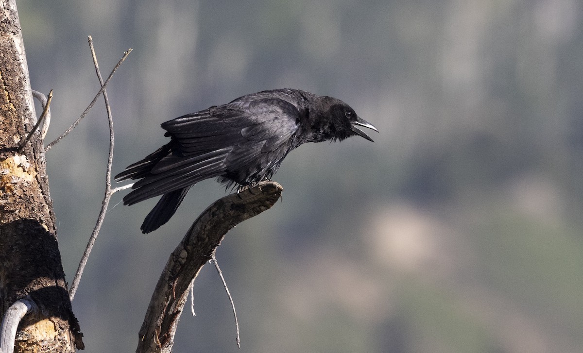 vrána americká - ML646042914