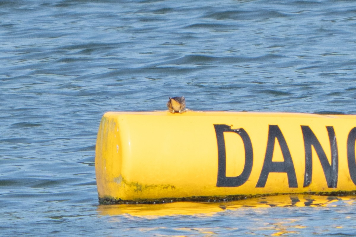 Pheasant-tailed Jacana - ML646042924