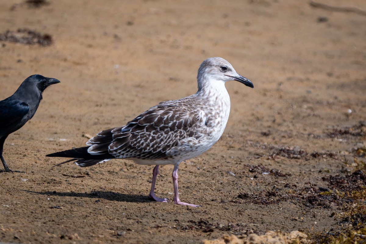 Lesser Black-backed Gull (Heuglin's) - ML646042926