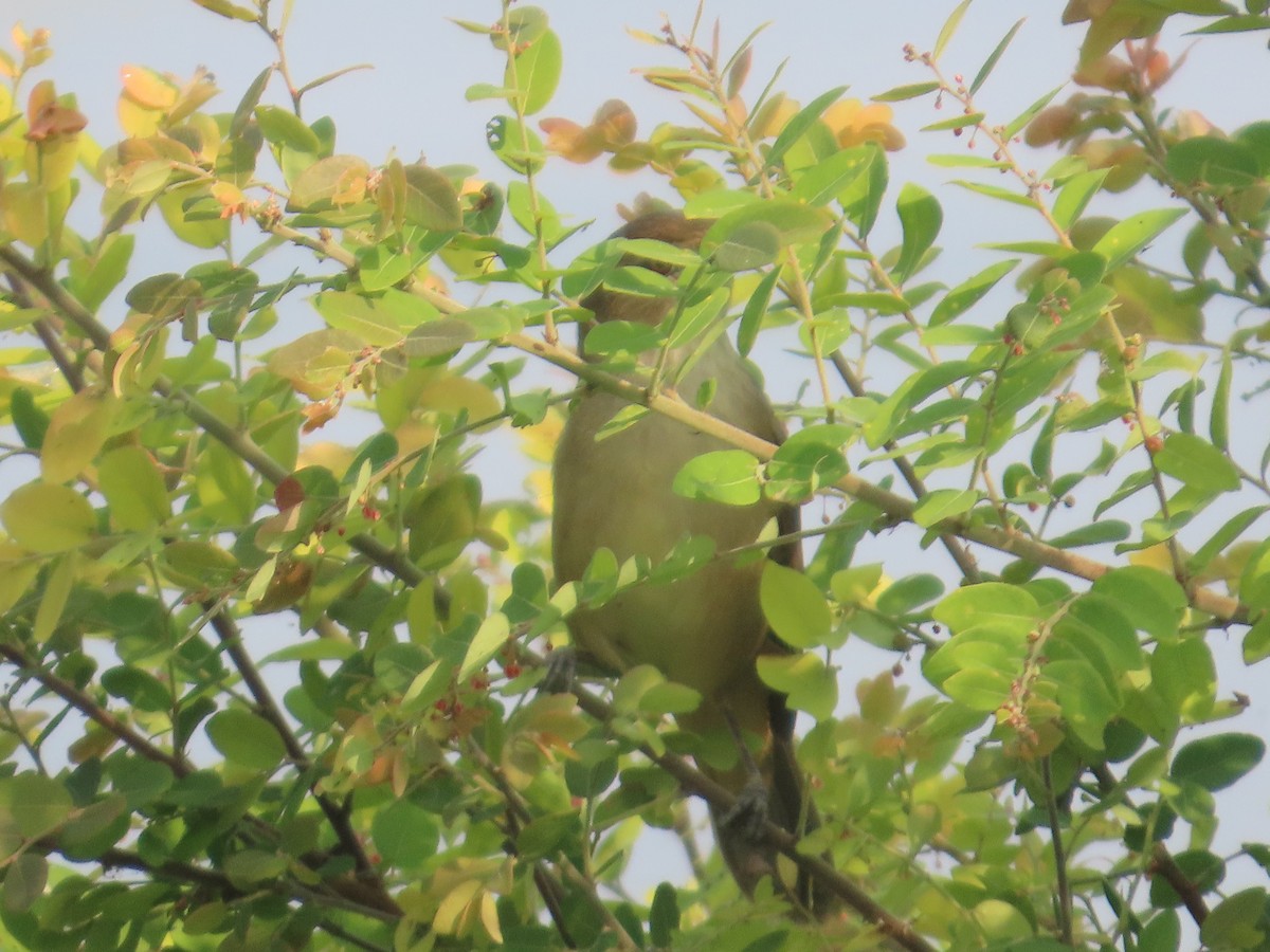 קנית אפריקנית - ML646042932