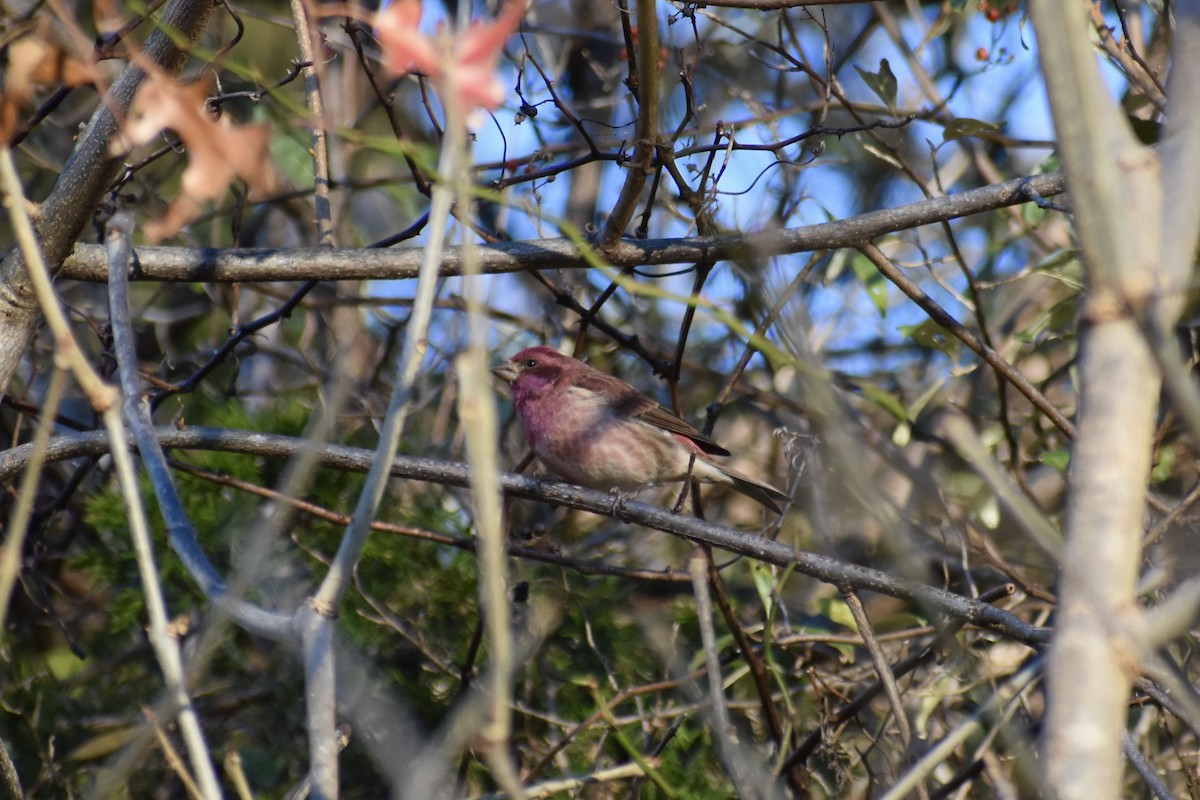 Чечевиця кармінова - ML646042933