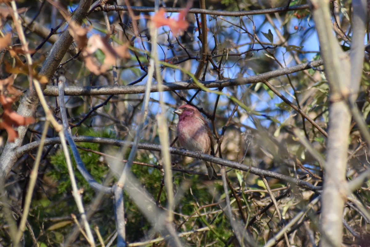 Чечевиця кармінова - ML646042942