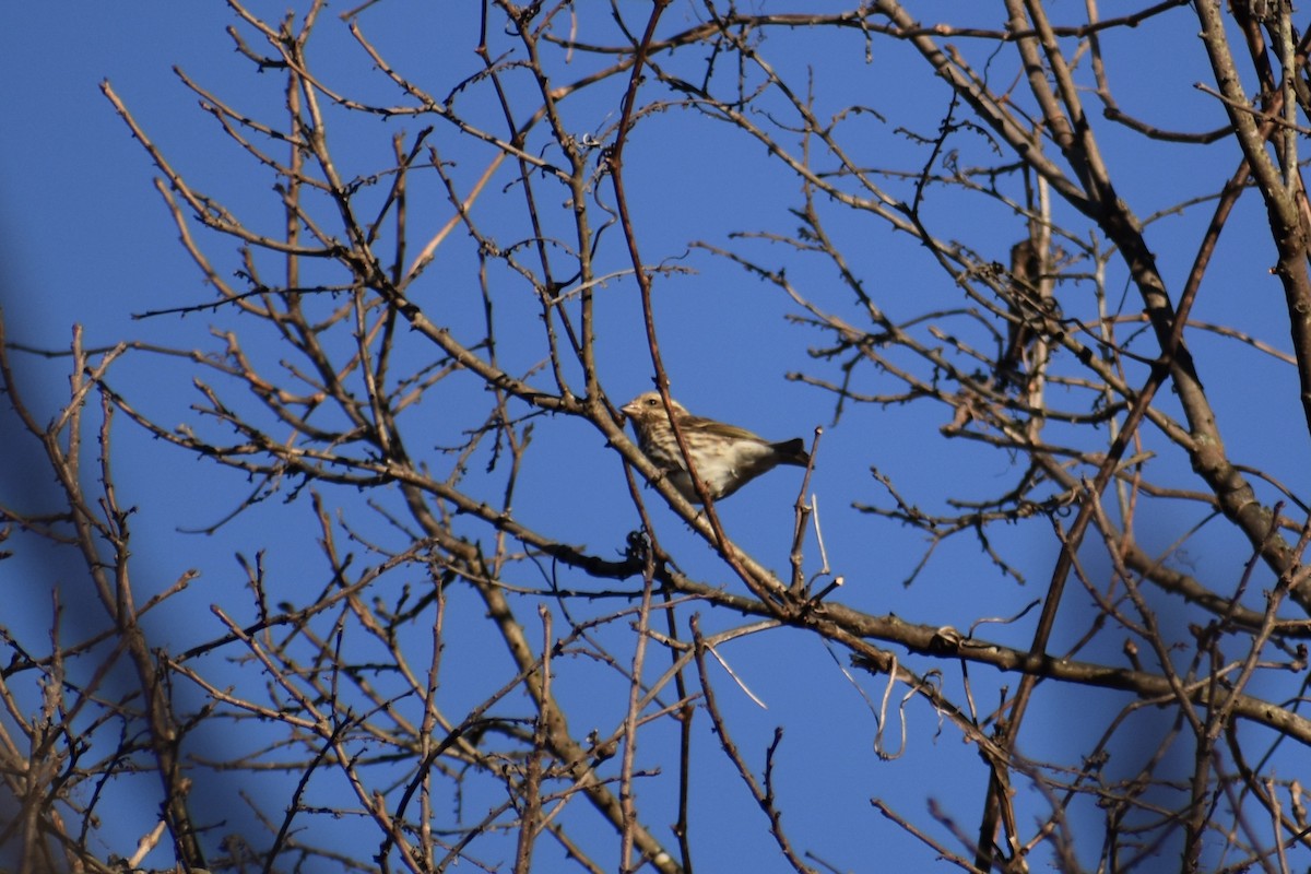 Чечевиця кармінова - ML646042948