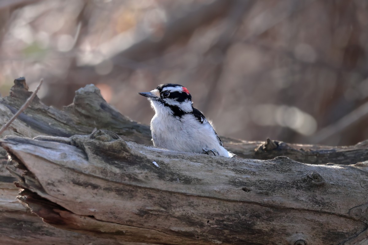 Downy Woodpecker - ML646042950