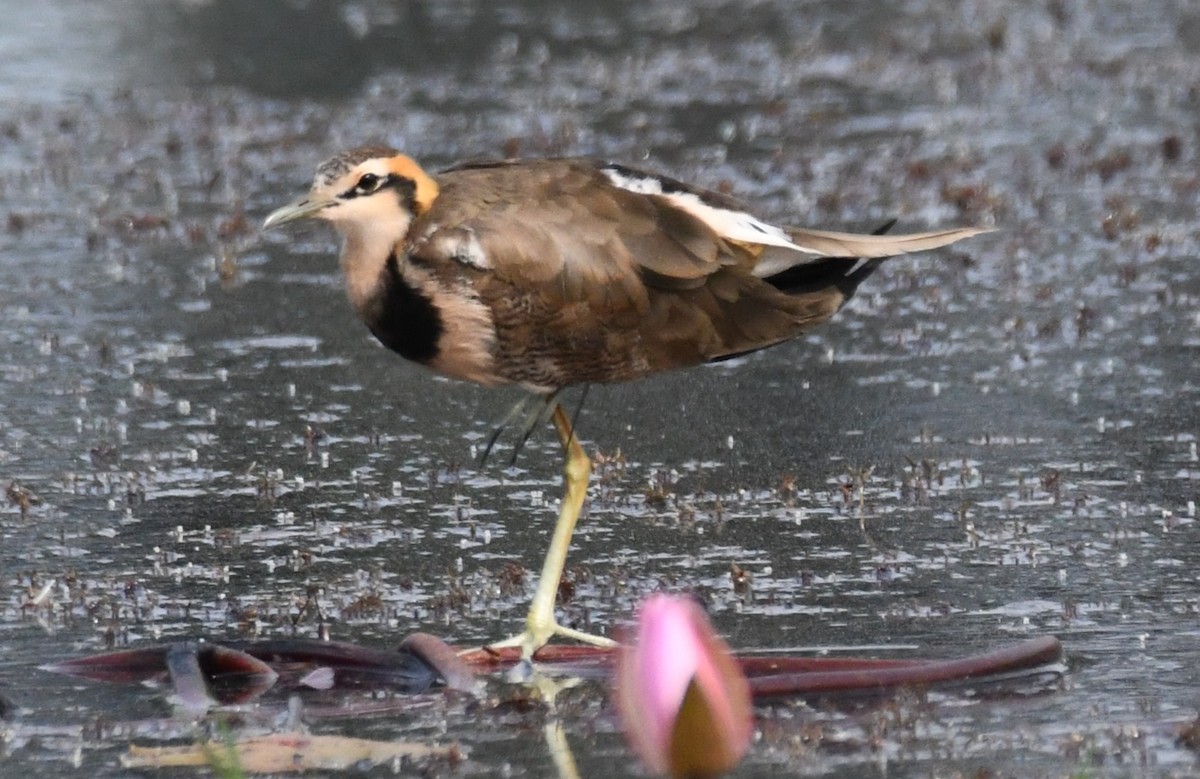 Pheasant-tailed Jacana - ML646042955