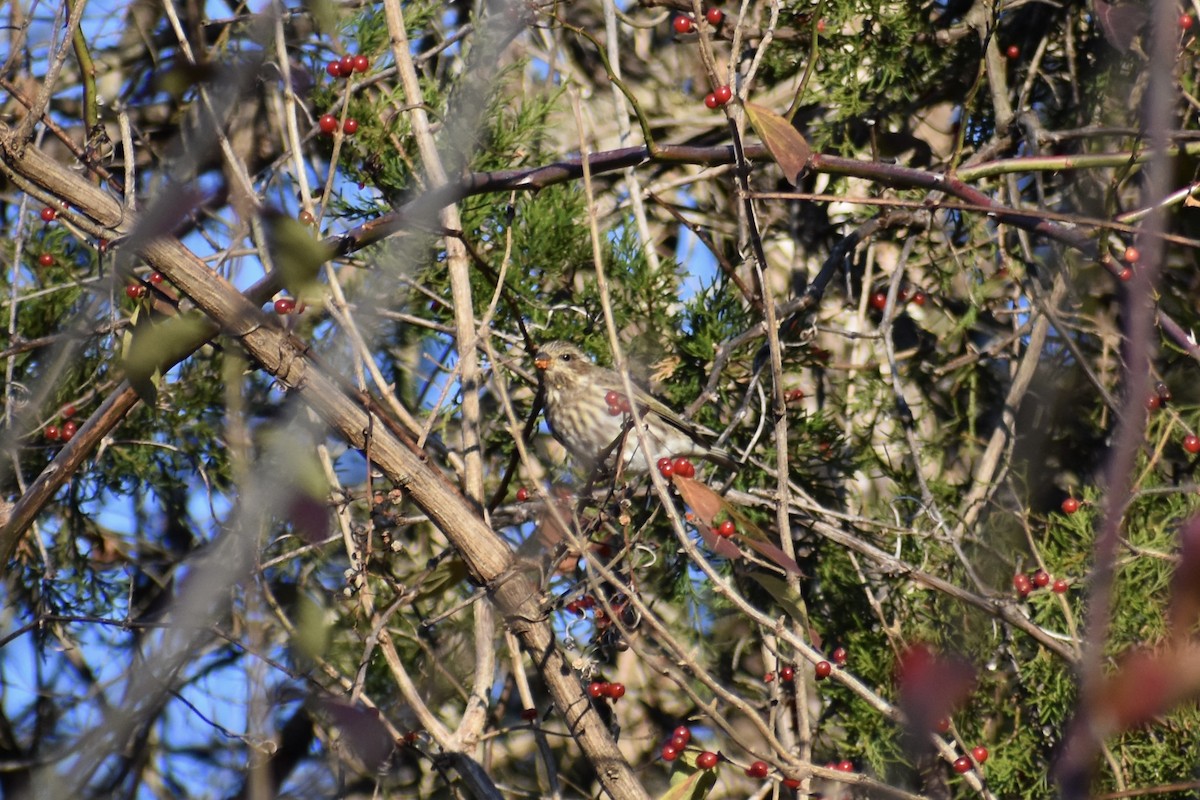 Чечевиця кармінова - ML646042961
