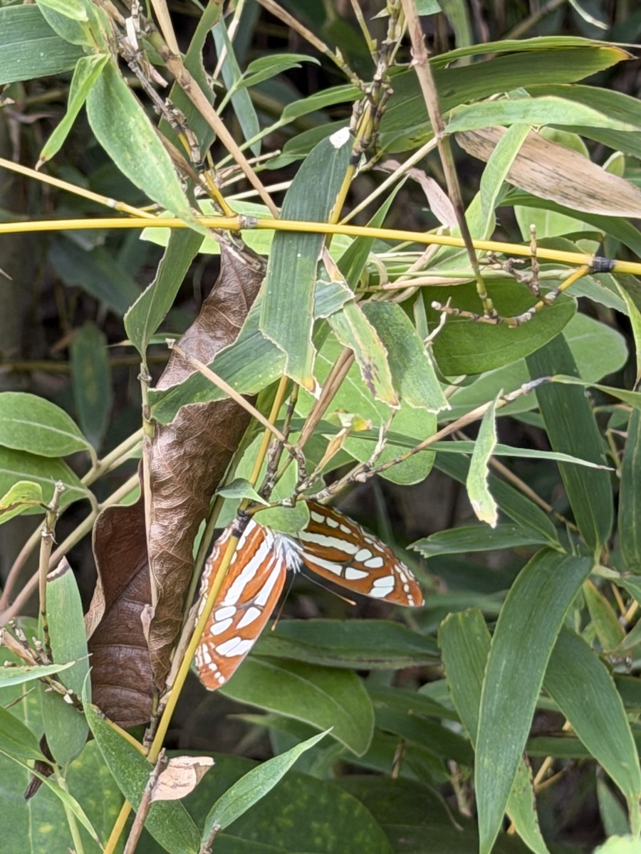 Common Sailer - ML646042968