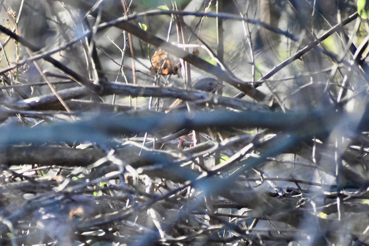 Fox Sparrow - ML646042970