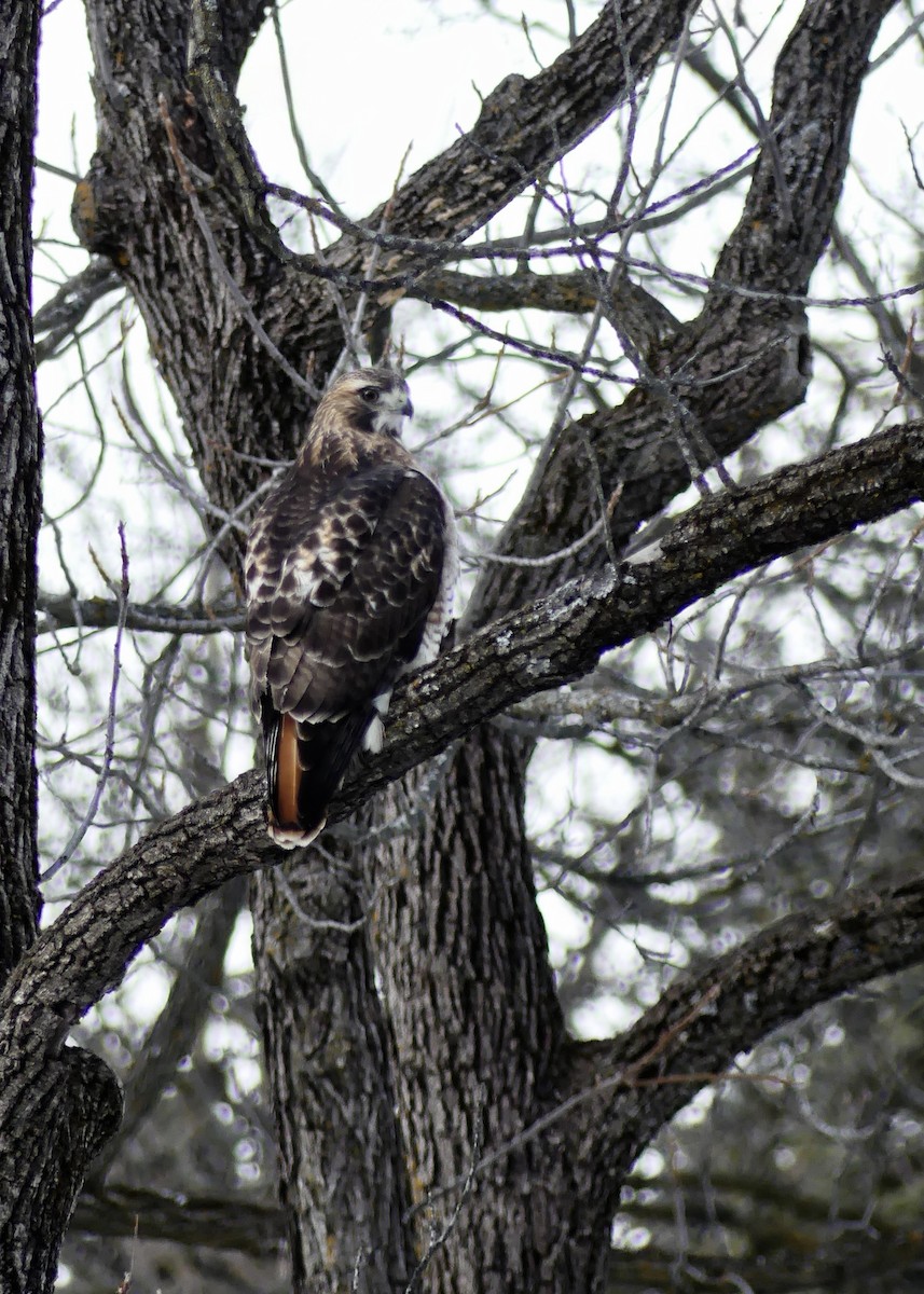 káně rudochvostá - ML646042973