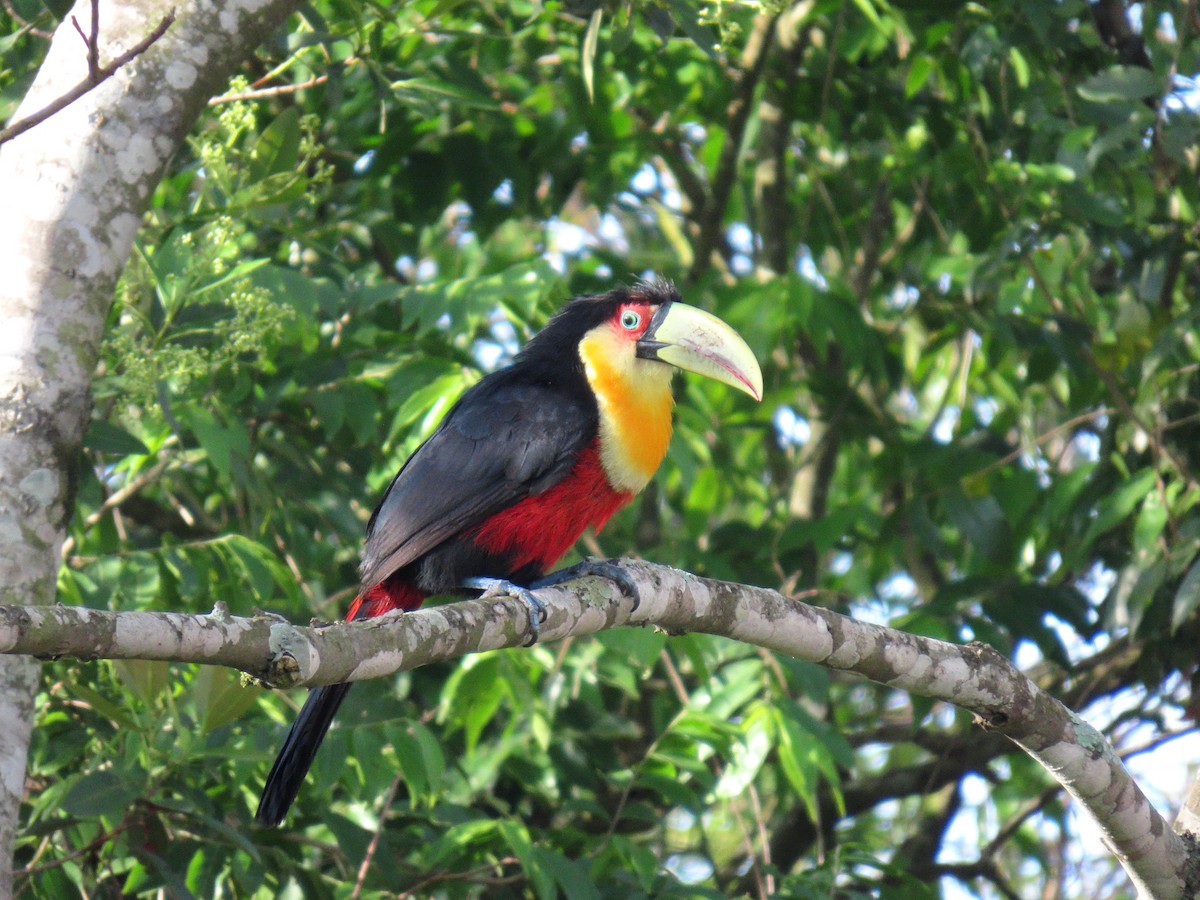 Red-breasted Toucan - ML646042974
