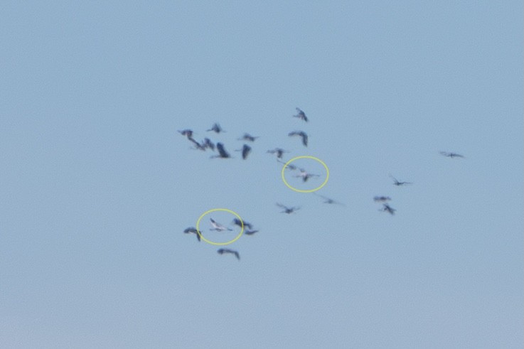 Whooping Crane - ML646042976