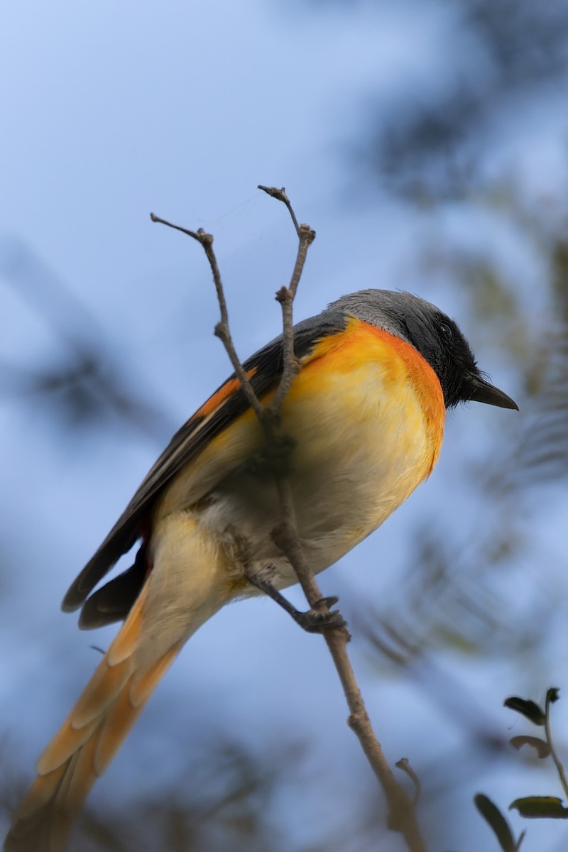 Zwergmennigvogel - ML646042989