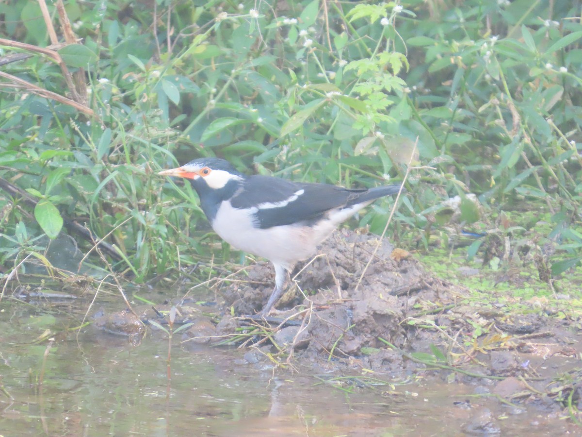 Indian Pied Starling - ML646042990