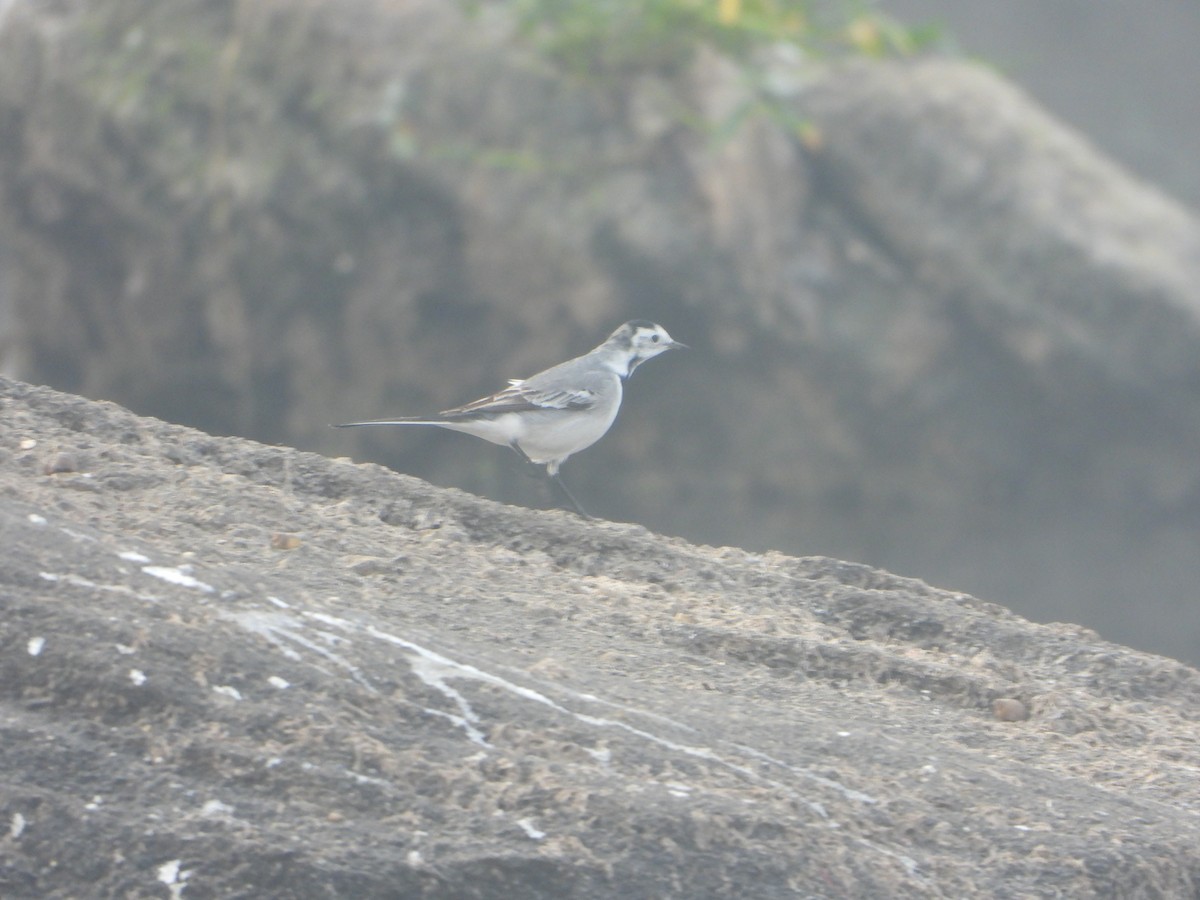 White Wagtail - ML646042996
