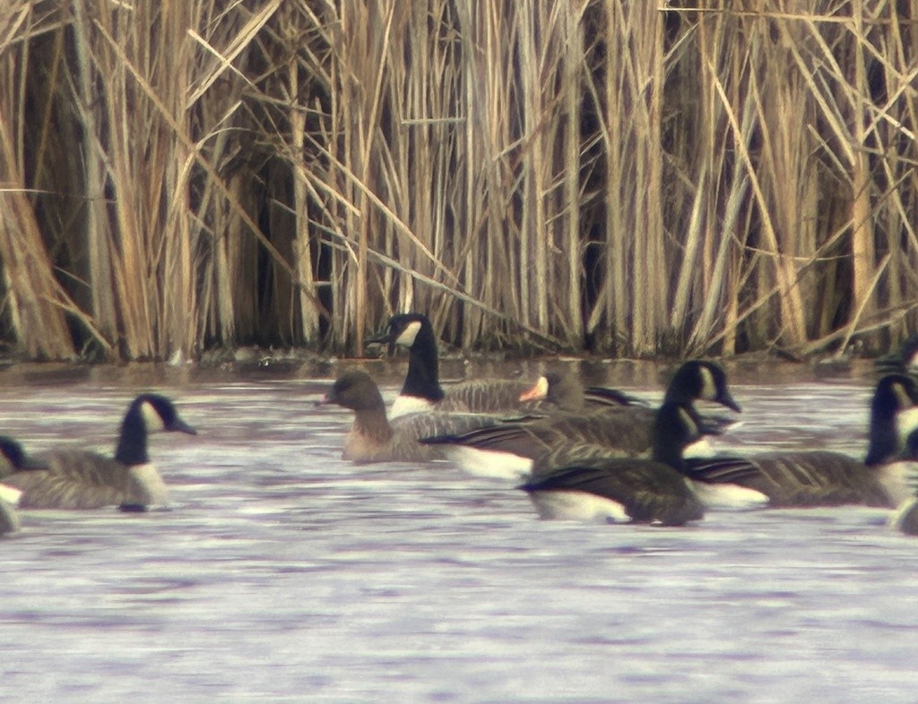 Pink-footed Goose - ML646042997