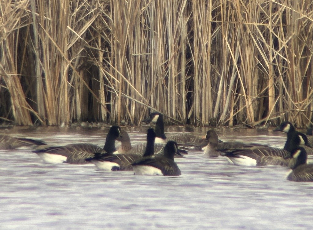 Pink-footed Goose - ML646042998