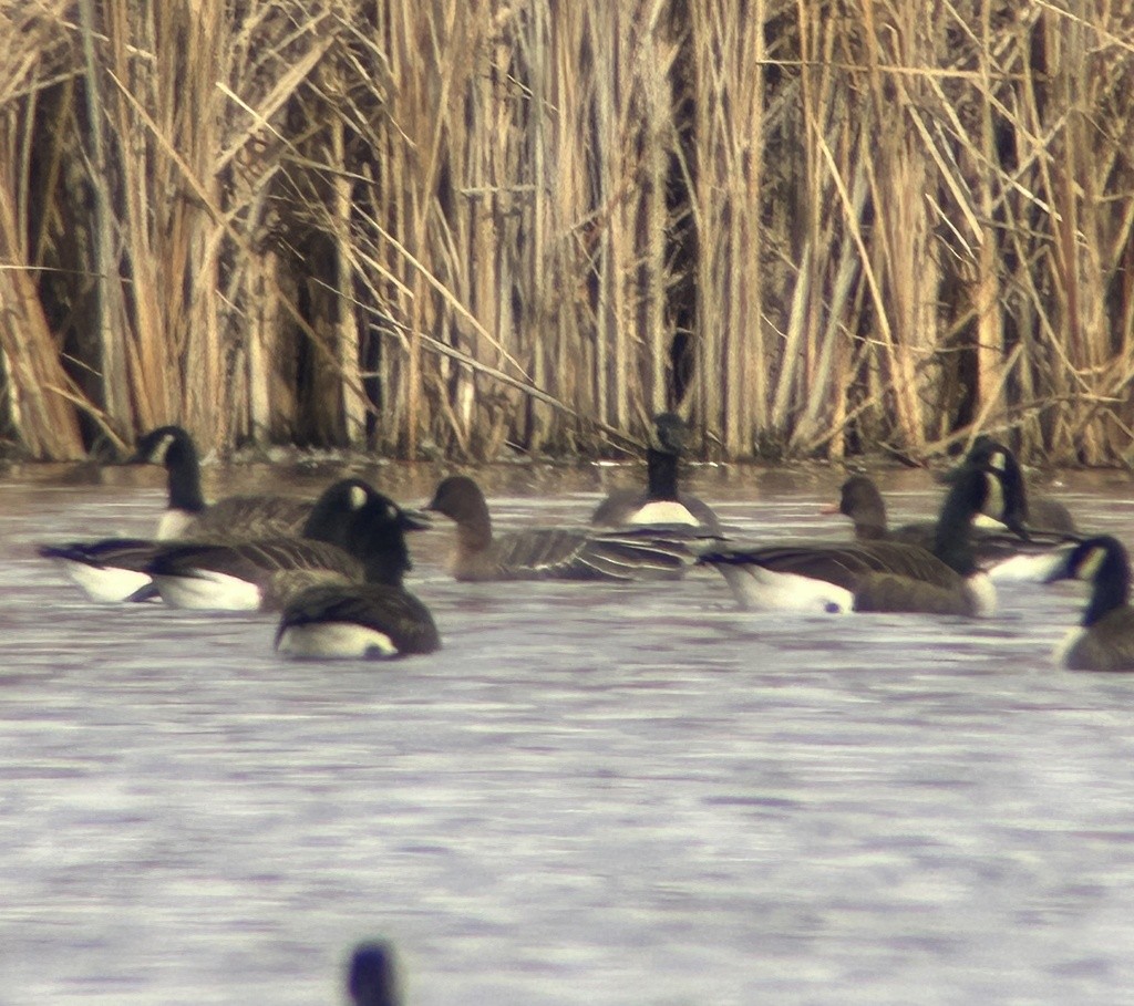 Pink-footed Goose - ML646042999