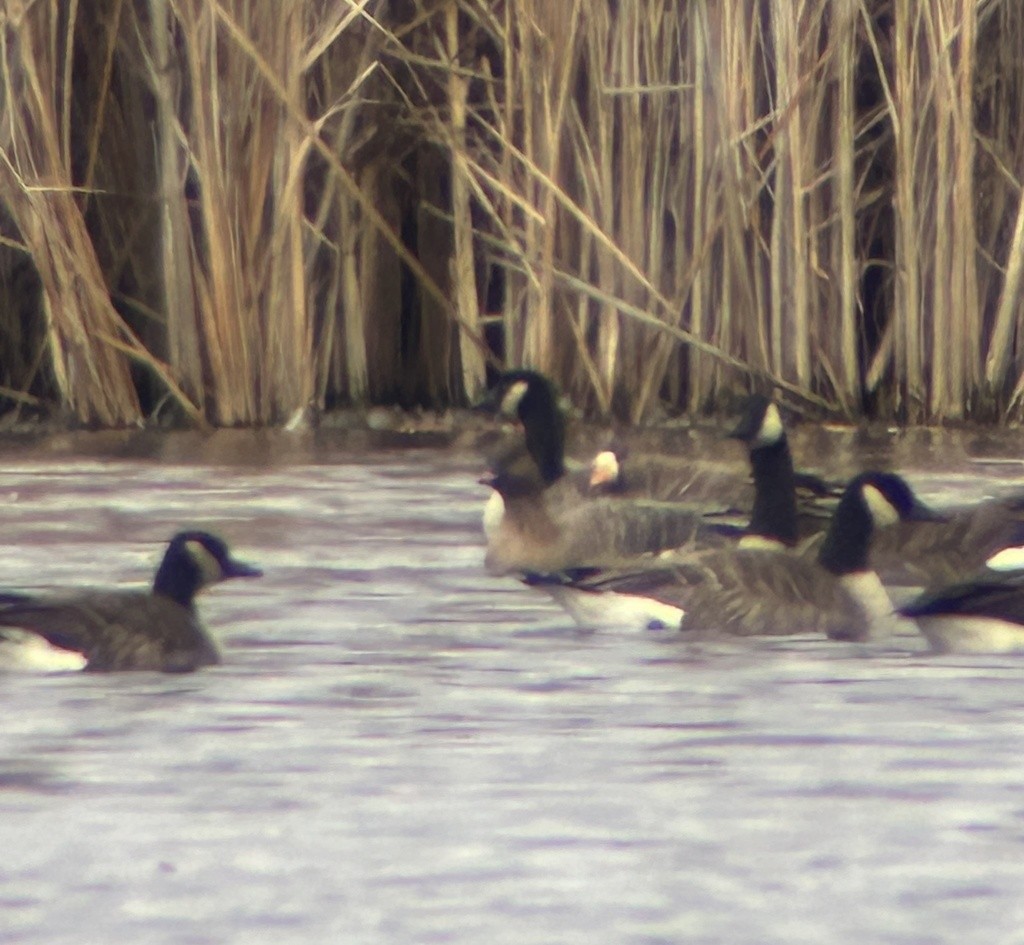 Pink-footed Goose - ML646043000