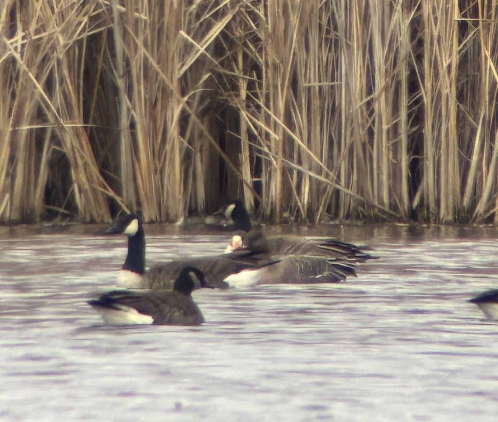 Pink-footed Goose - ML646043001
