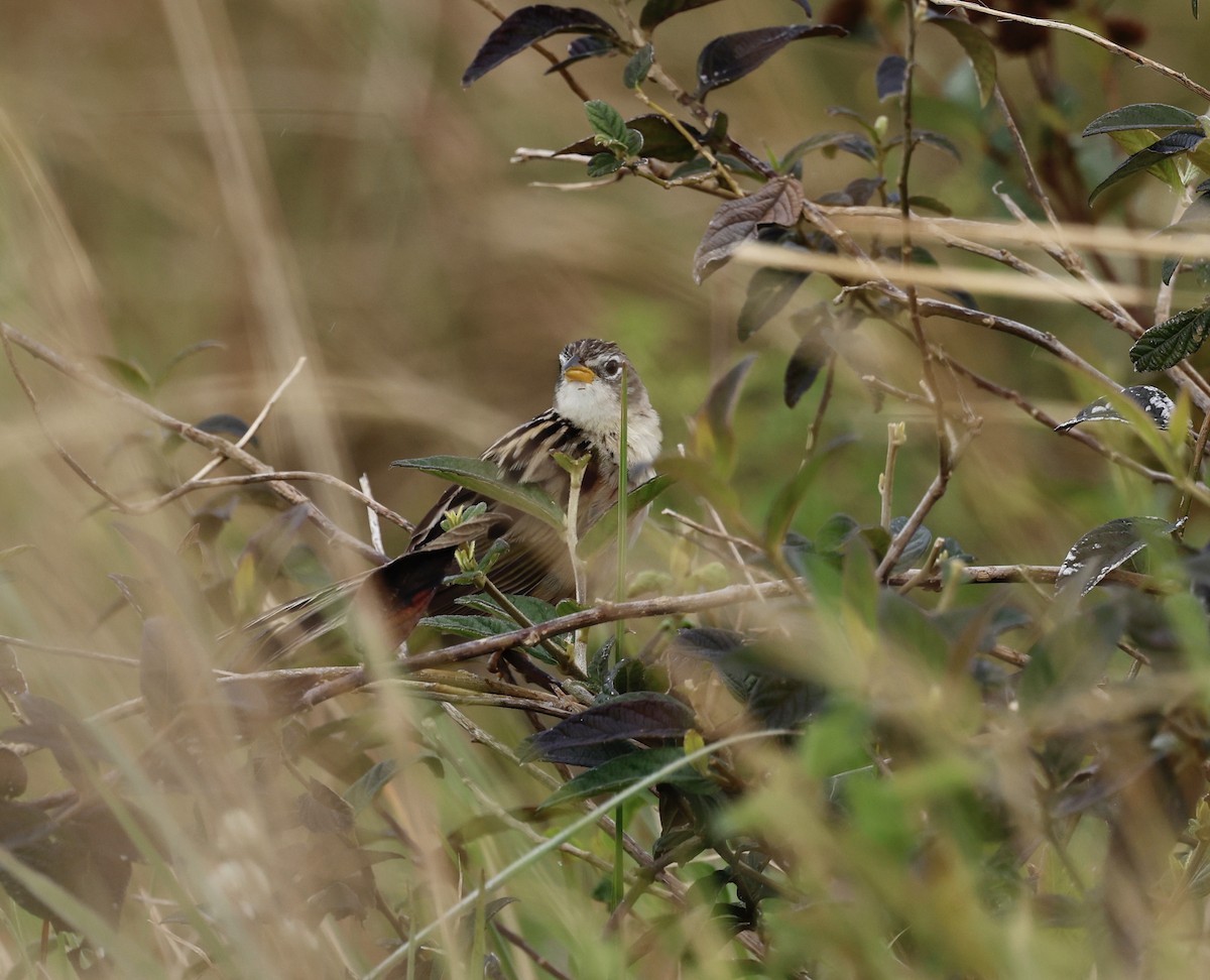 Wedge-tailed Grass-Finch - ML646043002
