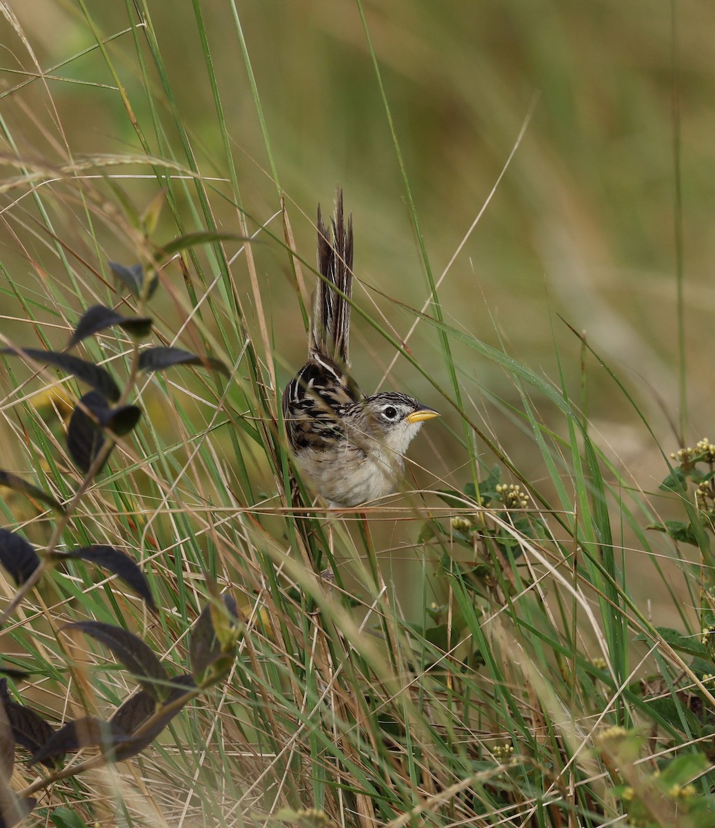 Wedge-tailed Grass-Finch - ML646043003