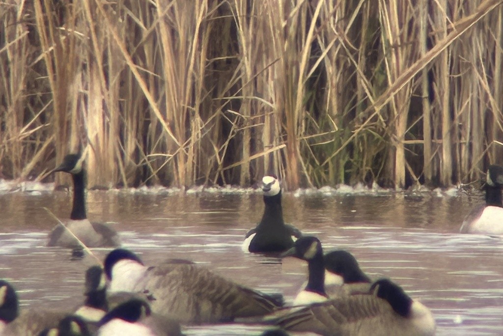 Barnacle Goose - ML646043004