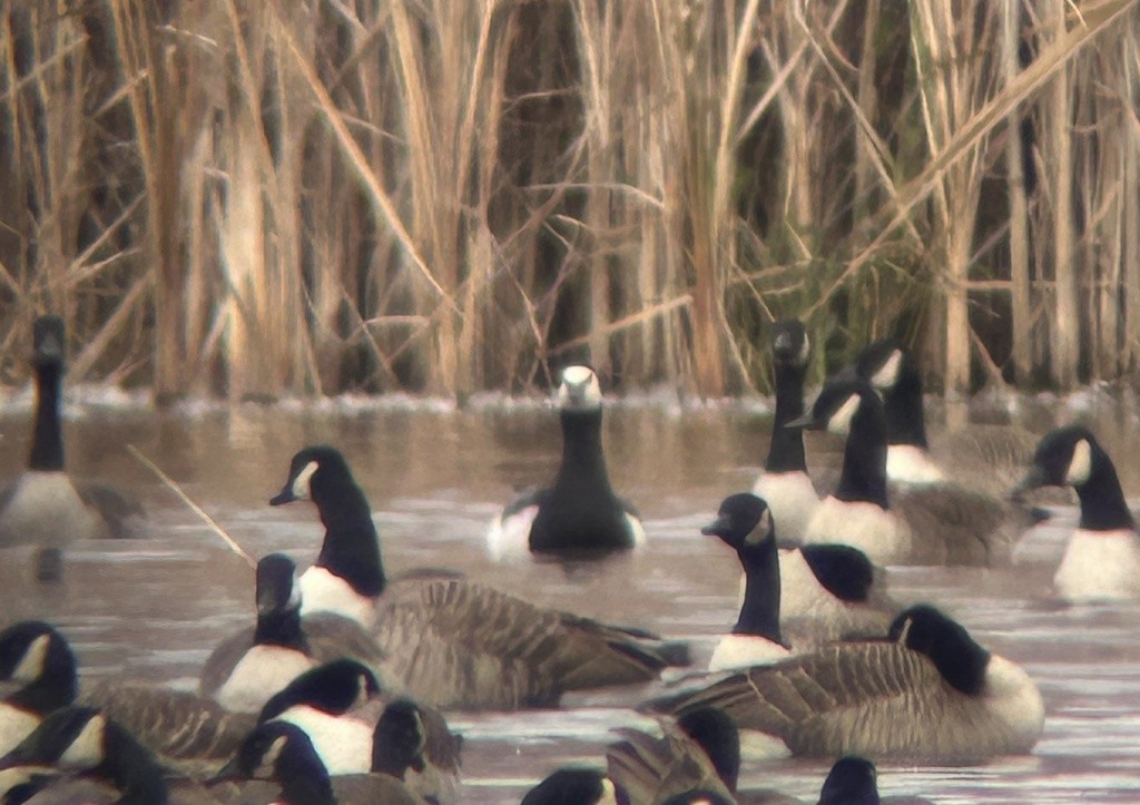 Barnacle Goose - ML646043005