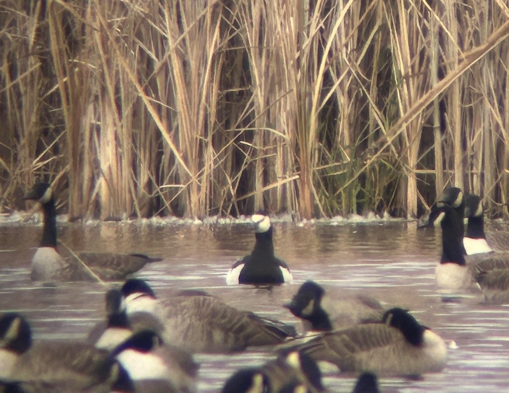 Barnacle Goose - ML646043006