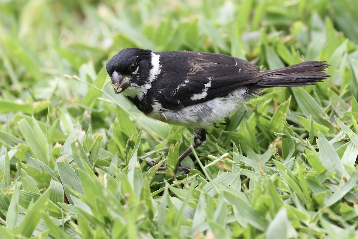 Variable Seedeater - ML646043007