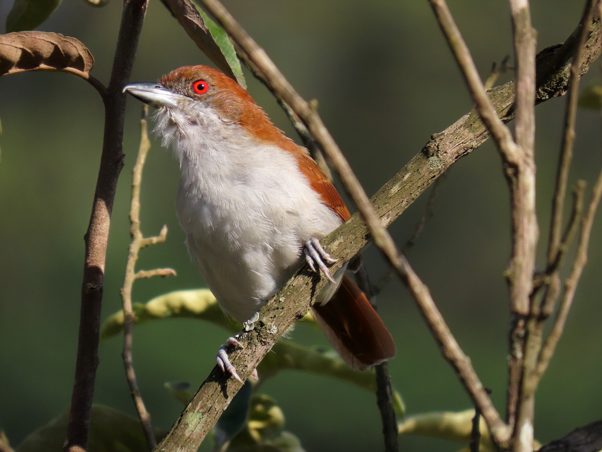 Great Antshrike - ML646043008