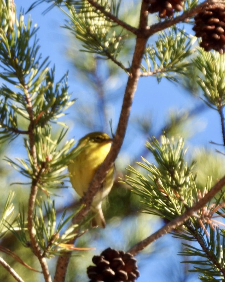 Pine Warbler - ML646043009